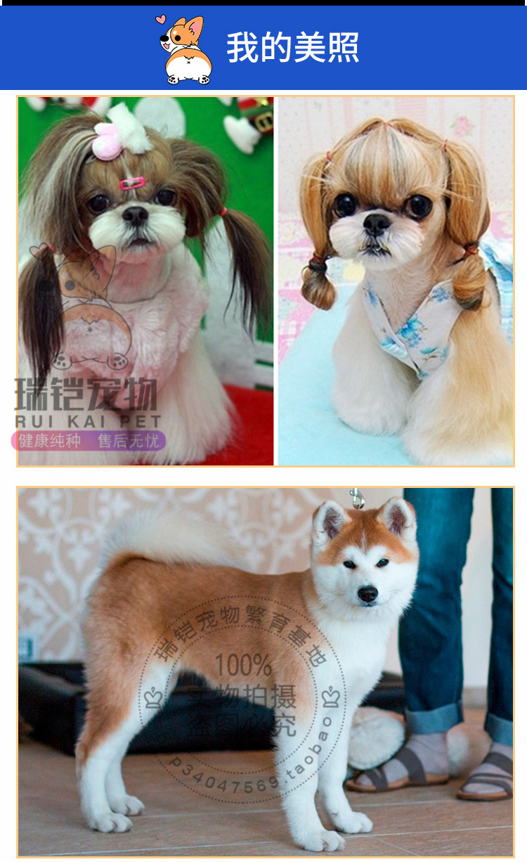 Chuông đầy màu sắc đồ chơi bóng cao su thú cưng chó mèo Teddy Golden Retriever giọng hát mol mol đồ chơi để bán do choi thu cung