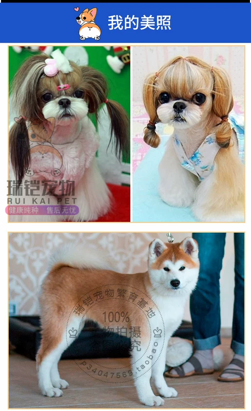 Chuông đầy màu sắc đồ chơi bóng cao su thú cưng chó mèo Teddy Golden Retriever giọng hát mol mol đồ chơi để bán do choi thu cung