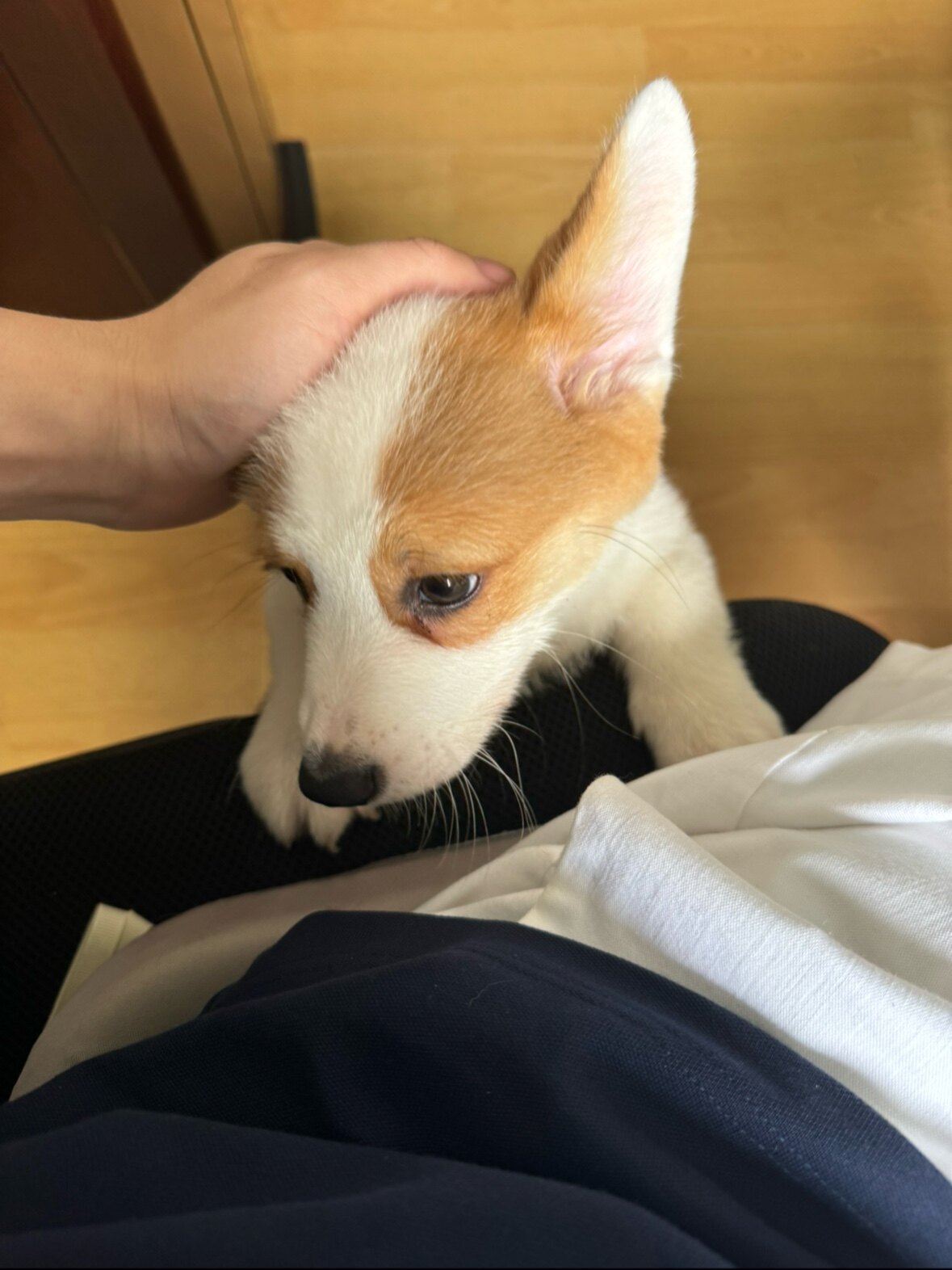 锋锐1