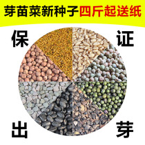 Hot selling wheat hemp pea sprouts seed Hydroponic sprouts soybeans spinach pine Willow mung bean oil sunflower white radish