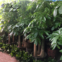 Dongguan Fa Caishu opened to move to the green plant South City Dongcheng Wanjiang Zhongtang Houjie Liaobu Dongguan Distribution