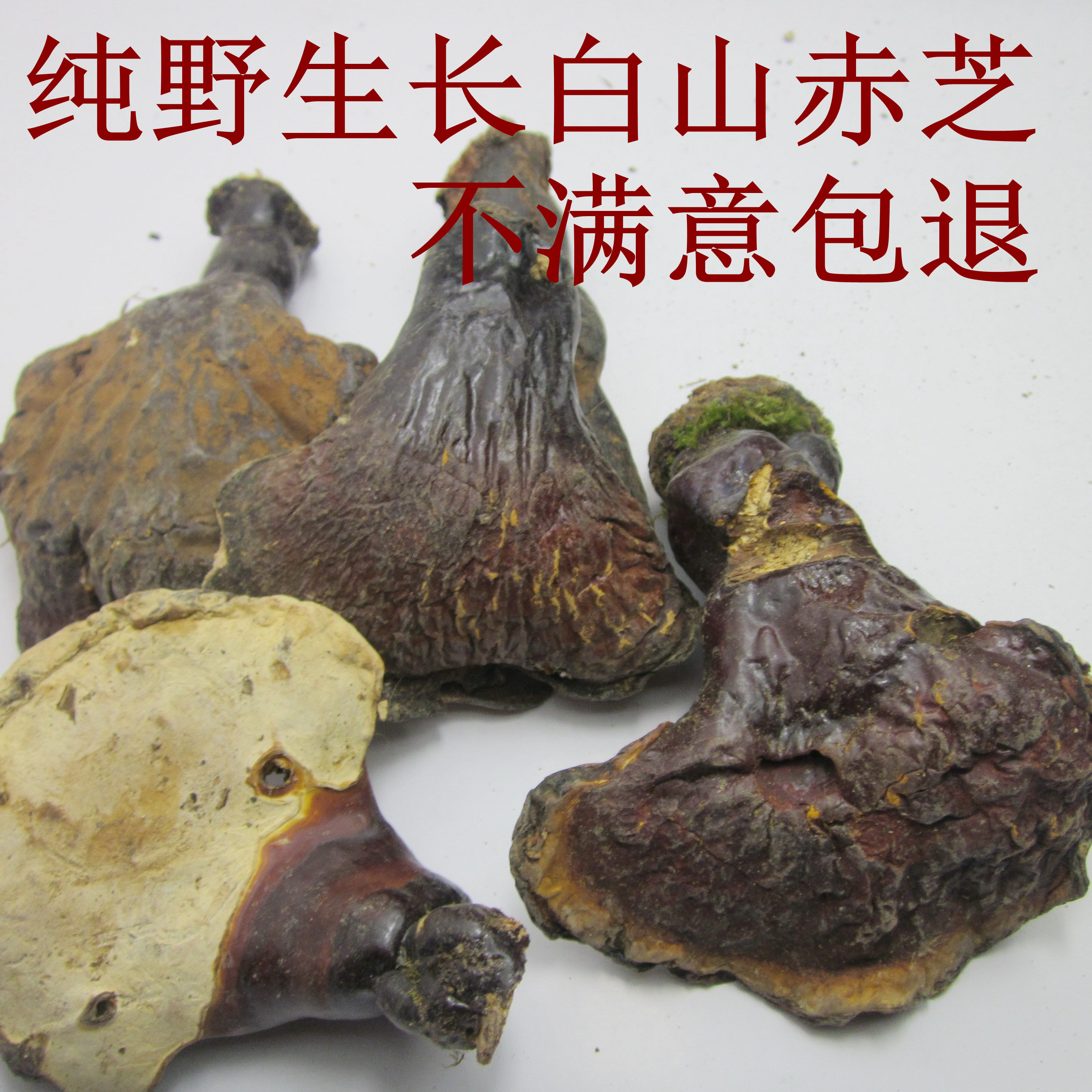 Ganoderma half a pound of wild Ganoderma Changbai Mountain Ganoderma lucidum loose sweater Ganoderma white meat Ganoderma 13 year old shop Jilin Ganoderma lucidum