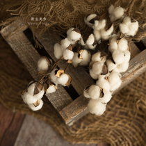 Autumn color dried cotton branches cotton head nature Zen home shop decoration photo dry elegant quiet