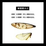 Jiaing cicada wings (отдельные цены) знают образцы крыльев и насекомых Образец образец