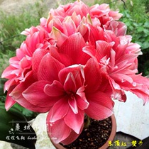 Booking at the end of 11th (double dream) Dutch imported Zhu Dinghong double-petal ball perennial flower G350