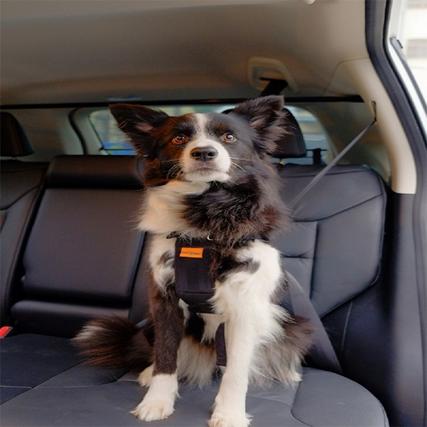 Dog car seatbelt dog breast holding baby bag dog with vehicle safety belt in car Bolt Dog Chain Pet Inside Fixed Belt
