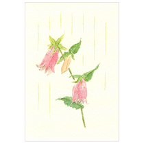 (Summer and Autumn Winter Spring) Japanese Watercolor Painting Season and Paper Postcard First summer Firefly 1