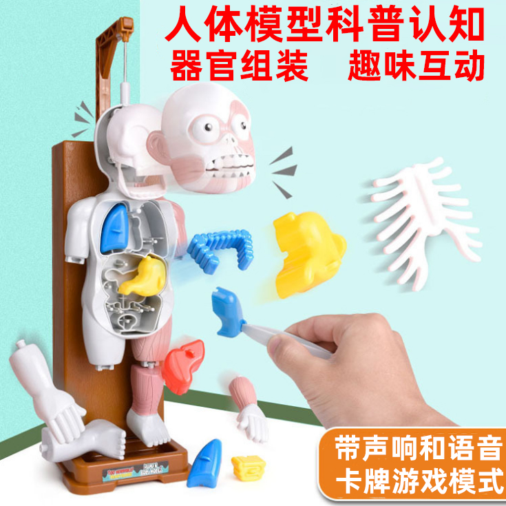 Human visceral model Early childhood understanding Body science Organ cognition Toy shaking sound STEM Children's medicine Early education