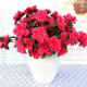 Simulated Azalea Soft Decoration Greening with Flower Box Outdoor Plastic Fake Flower Silk Flower School Decoration Decoration Yingshan Red