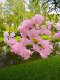 Artificial Cherry Blossom Branches, Pear Blossom Branches, Peach Blossom Plastic Silk Flowers for Wedding Decoration, Covering Living Room Floor, Fake Flower Vines