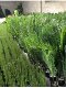 Artificial Green Plants, Nordic Style, Medium to Large Fake Trees, Traveler's Banana, Bird of Paradise, Monstera, Indoor Decorative Landscape Plants