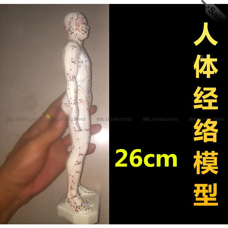 人体经络穴位模特超清晰针灸男模特模型中医教学实验26cm厘米
