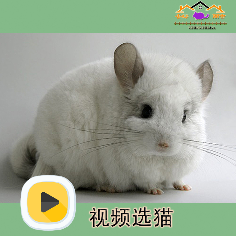 Shanghai physical store video selection chinchilla live pet standard gray white beige professional breeding silver-spotted chinchilla live animal