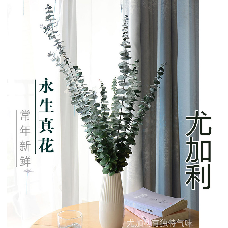 Eucalyptus dried Flower bouquet leaves Eucalyptus fruit Deckla Nebula south dir Flower arrangement material Small fresh decoration