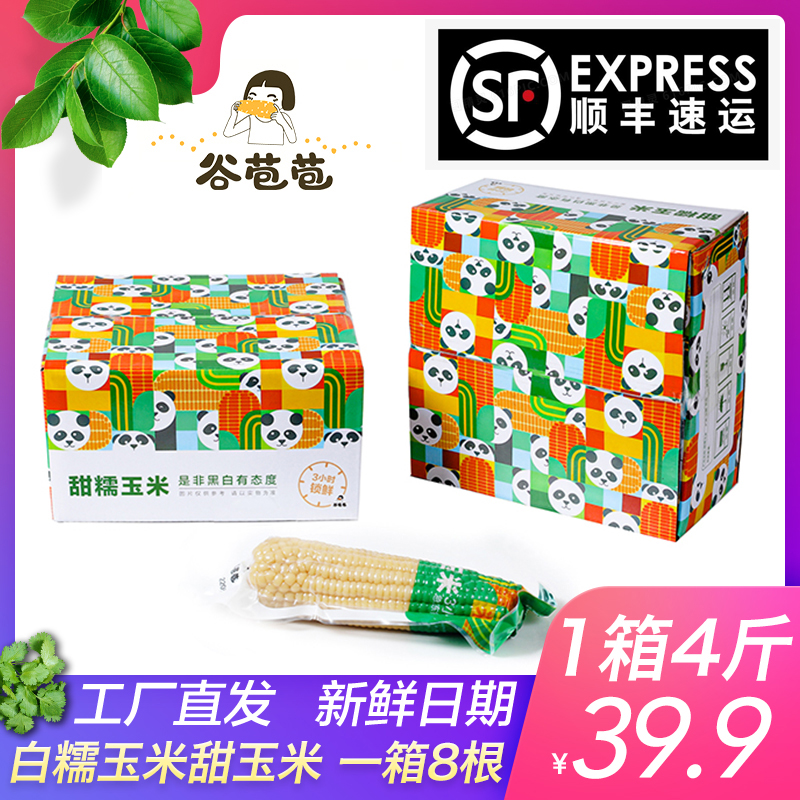 Gu Baobao white waxy corn Sweet corn vacuum 4 pounds of 8 non-genetically modified corn cob meal replacement snack corn