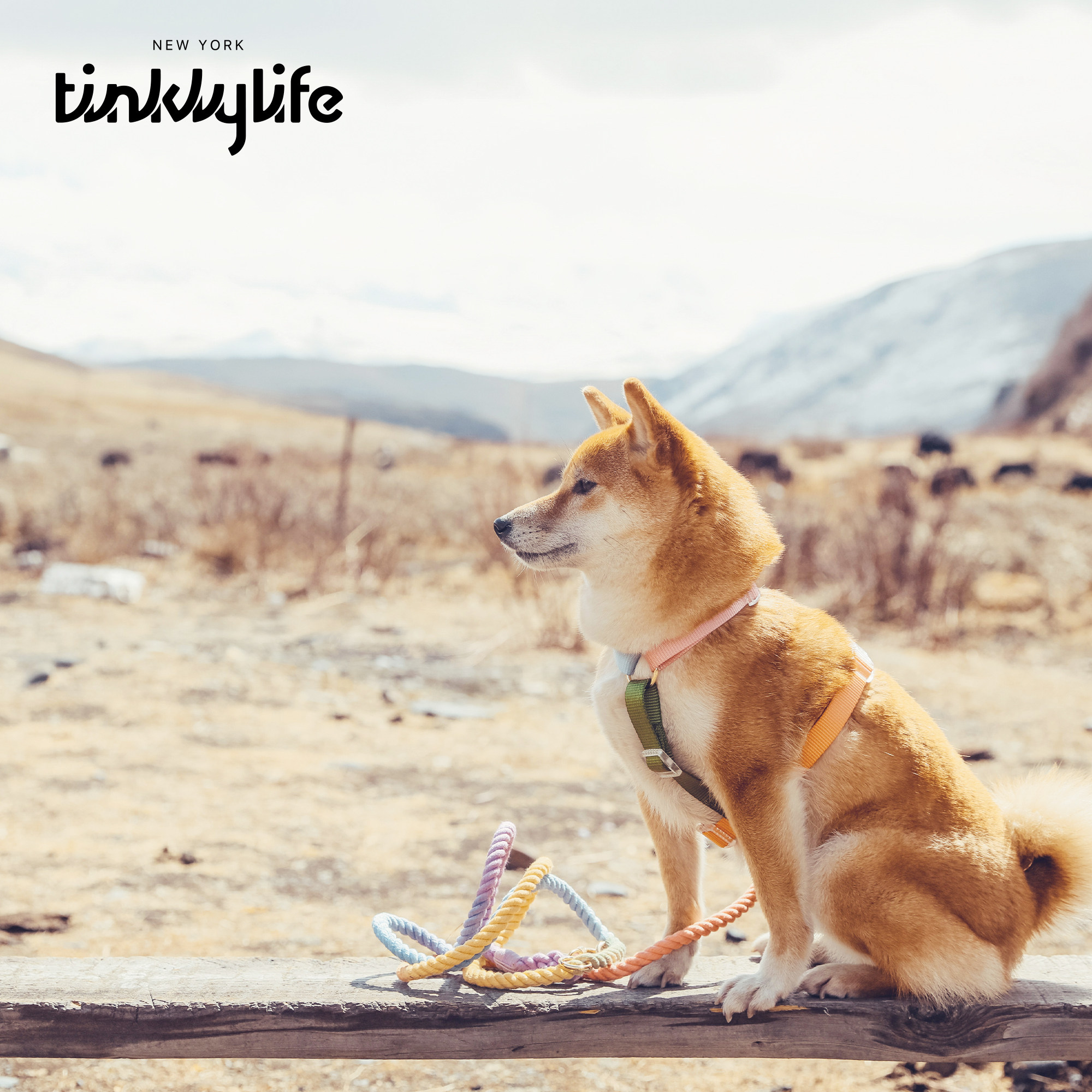 Dharma Department Store USA Tinklylife New York Design Rainbow Dog Chest Back Traction Rope Work-type Breast Cuddling Bag