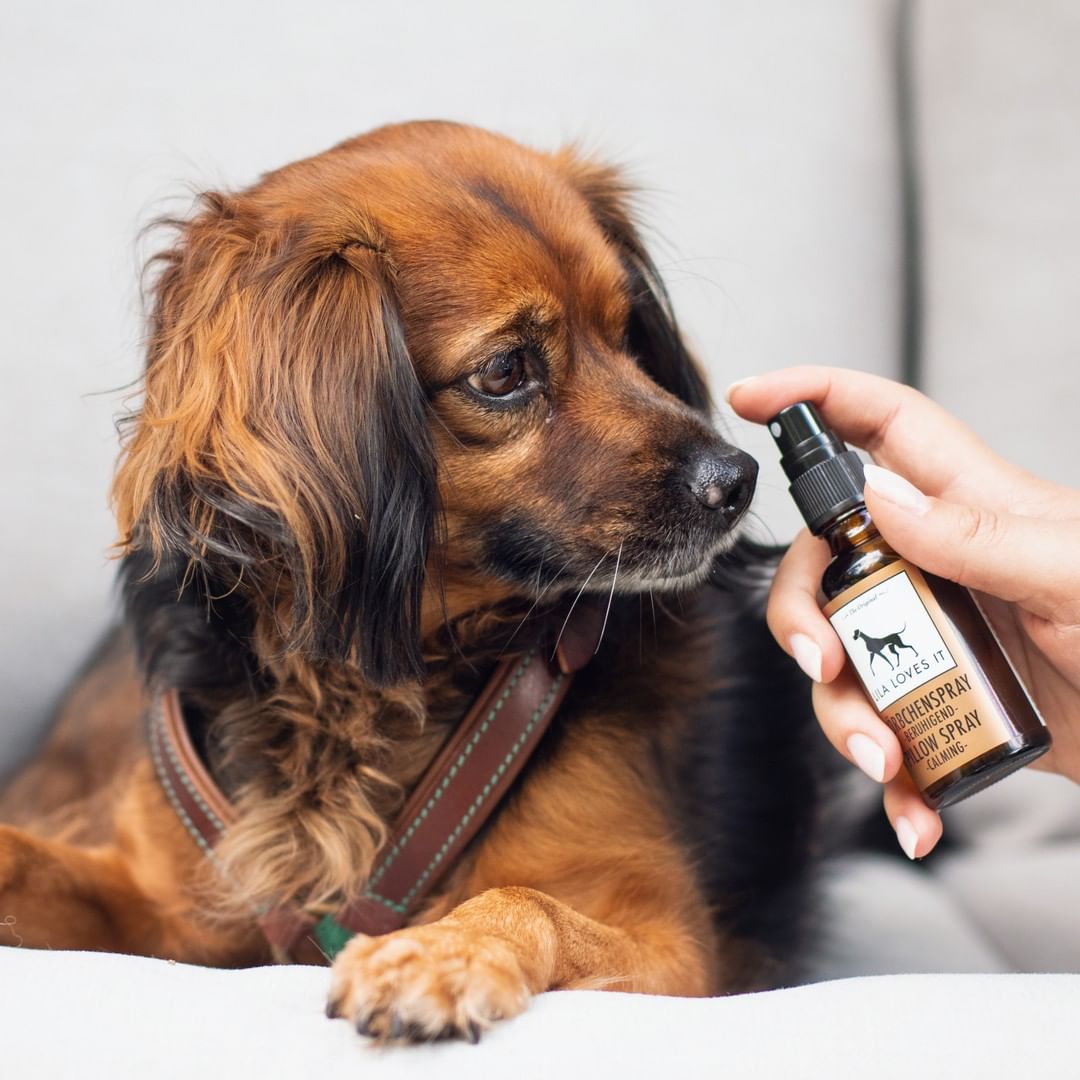 Dharma Department Store Germany imports Lila Loves It pets in addition to flea lice wall lice insect repellent spray