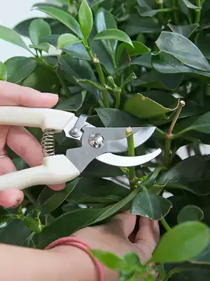 Home stainless steel branch pruning shears picking fruit flowers and trees scissors gardening tools