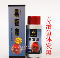 Colorful fairy fish black rehabilitation guppies belly healthy ornamental fish tropical fish Black White flocculent disease