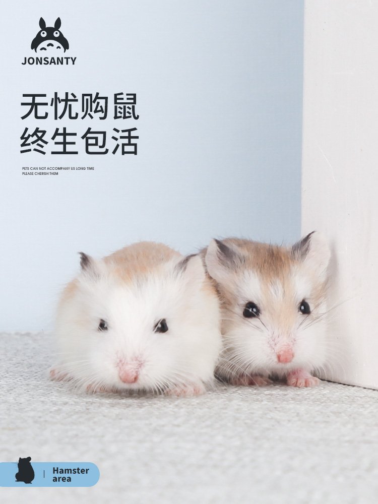 Hamsters living animals send cages small pets have been vaccinated third-line purple warehouse baby golden silk bear cubs live