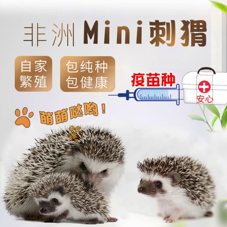 African mini hedgehog live animals send cages live purebred cubs pets have been vaccinated, health has been hit with cages