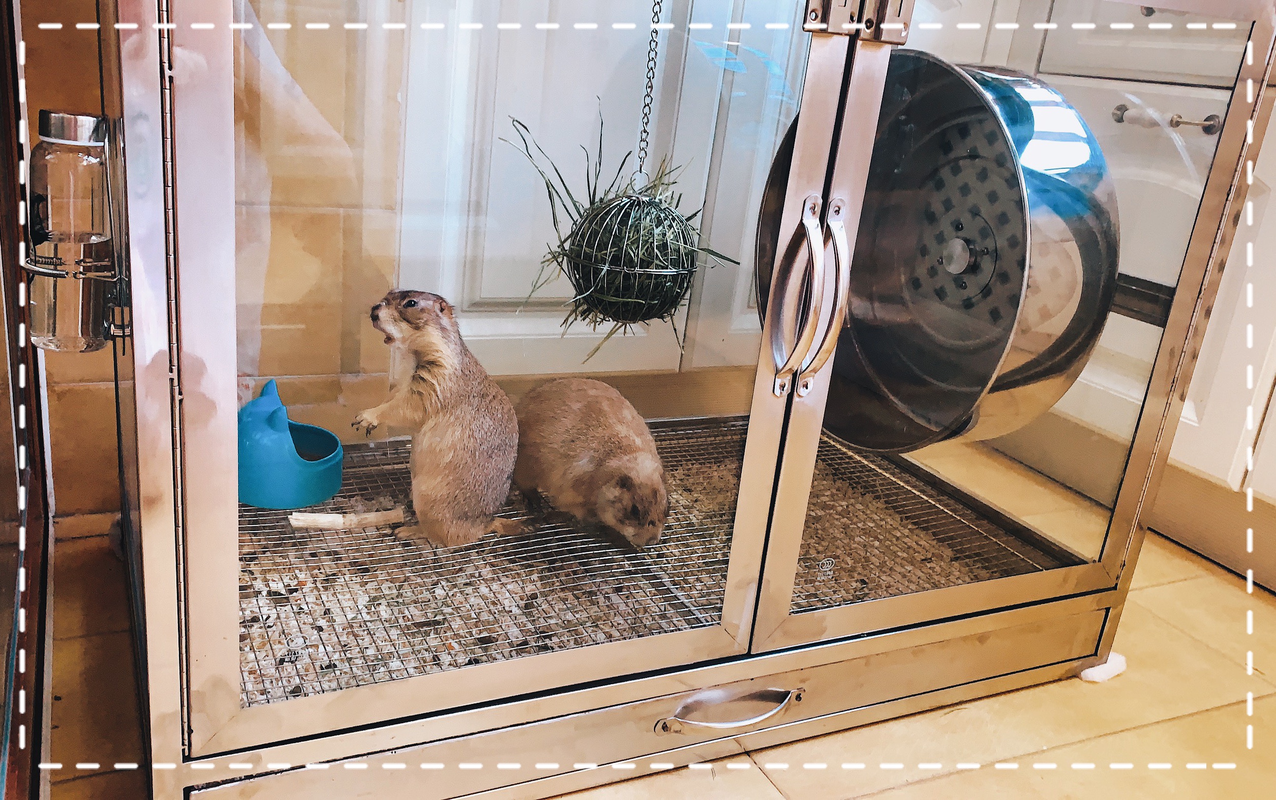 Stainless Steel Landscape Temperature-controlled Lamp Earth Dial Rat Rabbit Tempered Glass Cylinder Cabinet Rearing Box Lizard Land Tortoise Reptile Cage cage