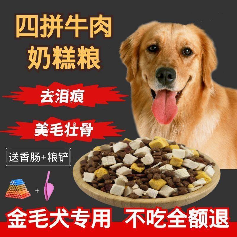 golden retriever feeding elderly dogs