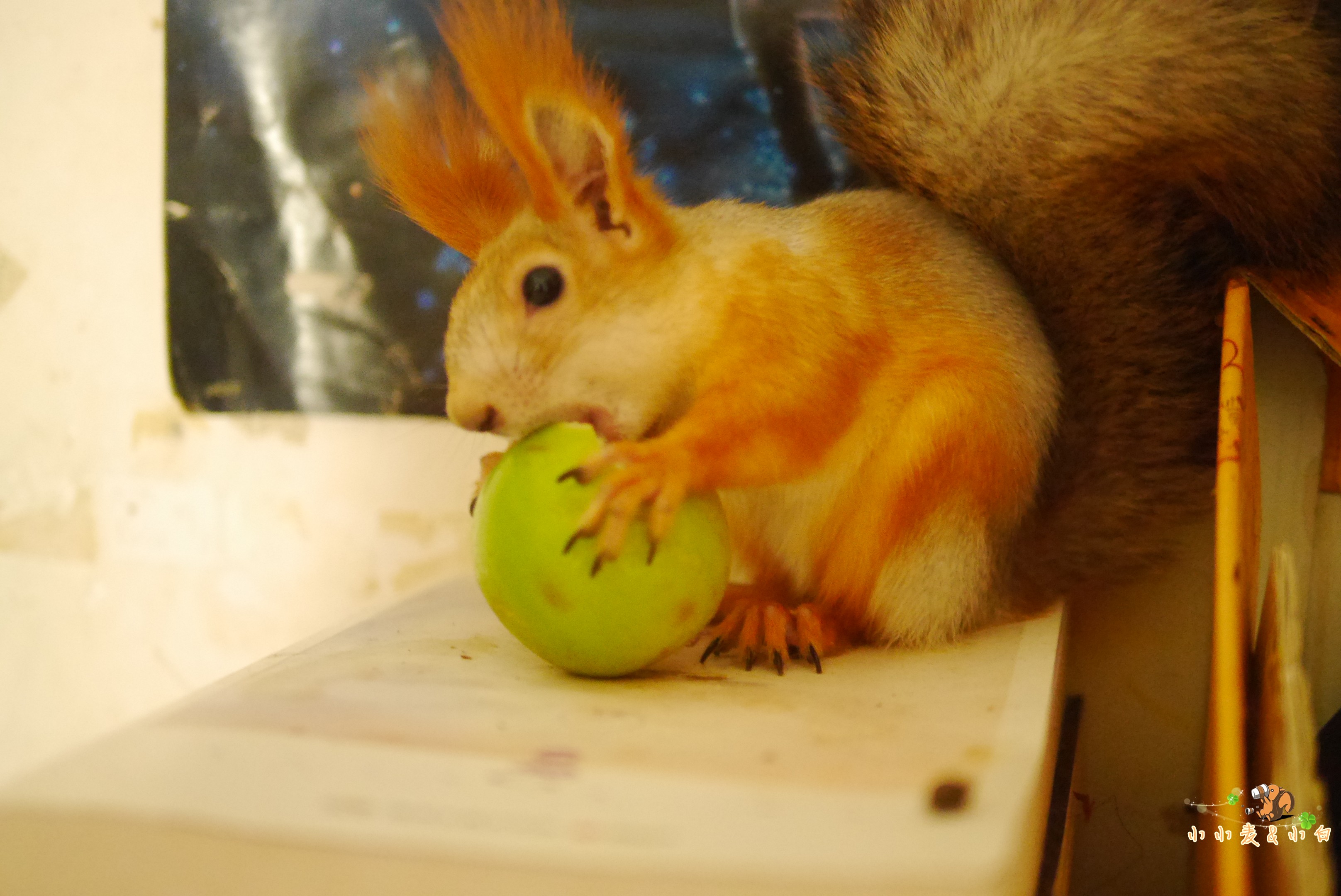 Cedar squirrel rabbit mites fungus eczema cat moss skin disease ear mites hairy eye anti-inflammatory disinfection environmental spray