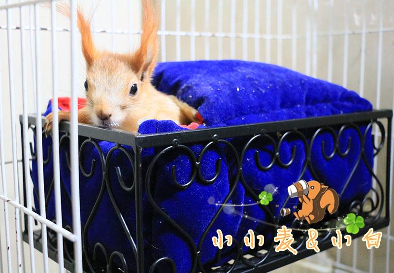 Squirrel Dragon Cat Minke Rabbit hedgehog Four Seasons Heat dissipation plate Summer hanging Anti-bite nest Springboard Winter Cotton Nest