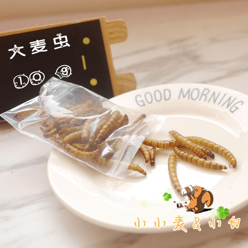 Yellow Mountain Gold Flower Magic King squirrel hamster sleeping rat high protein snacks supplement protein fat barley bug 10g