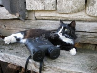 Pulsar 8x40 Multi-vision Dual Color Filter Waterproof Fog Binoculars 72081