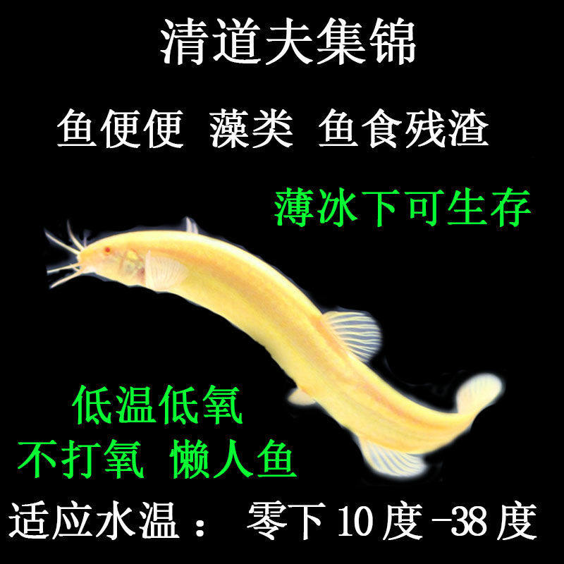 Watch fish cold water fish clean fish toolfishfish practice fish gold mud dry skin, dry gold powder
