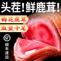 Sika deer antler pruning only for men fresh deer antler free cutting with knife yellow and red powder half-waxed slices raw materials for soaking in wine