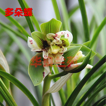 Hua Liang Lanyuan orchid spring orchid seedlings A number of butterfly orchid seedlings varieties from my familys strange flowers easy to raise flowers fragrant type