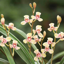 Junhe Orchid Miao Jianlan Eight varieties of lotus petals four-season Bluegrass potted plants Precious fragrance Hualiang Lanyuan