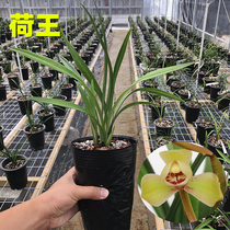 Hua Liang Lanyuan Jianlan Lotus King Four seasons Orchid Precious orchid seedlings Indoor potted flowers with buds fragrant plants