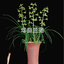 Hualiang Lanyuan Cymbidium plum petal Xie Pei Meijiang Zhejiang rare orchid grass rich flavor traditional variety orchid seedling orchid