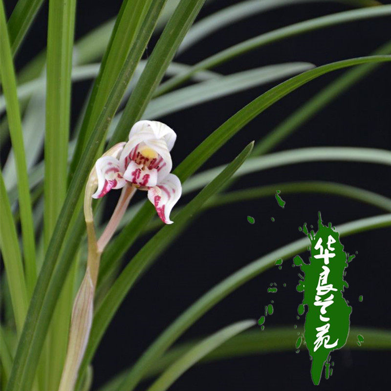 Hualiang Orchid Garden Orchid Seedlings Jianyang Butterfly Lotus Petals Orchid Hardware Flowers Traditional Famous Easy-to-Grow Flowers Green Plants Potted Plants