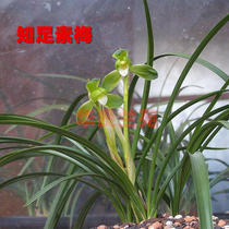 Hualiang Lanyuan Chunlan contented Sumei precious fragrance orchid seedlings Orchid plum petals traditional national orchid grass