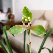 Hualiang Lanyuan Chunlan Narcissus petal Cuiyapin Jiangsu and Zhejiang rare fragrance type orchid seedlings old varieties Orchid orchid