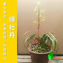 Cymbidium flower Green Peony is stable and easy to raise and easy to Bud and easy to flower varieties. Jiangsu and Zhejiang ripe grass Hualiang Lanyuan