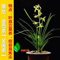 Cymbidium heartGold Ao Su also known as Gold Ao Suorchid seedlings Orchid old varieties Jiangsu and Zhejiang cooked grass Hualiang Lanyuan