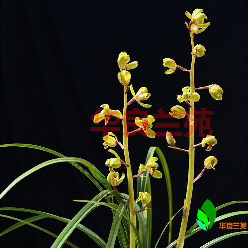 Orchid seedlings Cymbidium orchid old eight species (old dyed characters) Hualiang Orchid Garden selected strong seedlings and strong fragrance large flowers and grass orchids