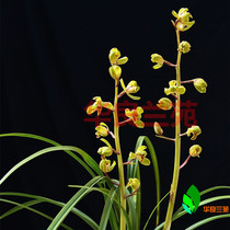 Orchid seedlings Cymbidium grass old eight kinds (old dye word)Hua Liang Lanyuan Selected strong seedlings fragrant type large flower orchid