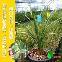 Spring orchid floating door narcissus: Wang Xiaochun aka Wang Xiaochun Orchid seedling Orchid traditional old variety Hua Liang Lanyuan