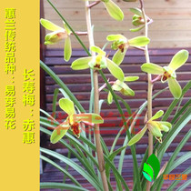 Cymbidium plum petal Longshou Plum Orchid seedling orchid Luzhou flavor traditional old variety Jiangsu and Zhejiang cooked grass Hualiang Lanyuan