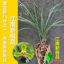 Orchid seedling Orchid: Huilan plum petal Jiangnan New Excellent Old Bell Original Jiangsu and Zhejiang Spring Cymbidium Hualiang Lanyuan