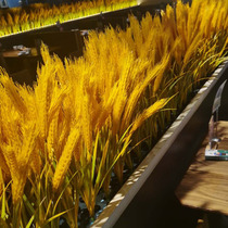 New Emulation Fake Wheat Ears Plastic Barley Repeat Prop Farmhouse Le Five Cereals Grain Rice Grain Fake Rice Flowers Rice Flowers Rice Flowers Rice Flowers Rice Flowers Rice Flowers Rice Flowers Rice Flowers Rice Flowers