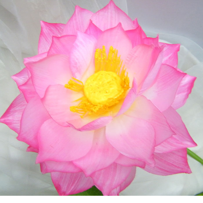 Hot selling with pole dance props lotus-emulated lotus hand with silk lotus pond moon color clear windy and Hollywood performance supplies