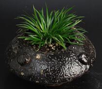 13#Flowers and plants creative design Binaural basin High ancient potted pot text play money Calamus Pu Grass Qian Pu